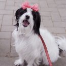 딜리동물병원 | [❤️입양후기❤️] 1380. 딜리🐶