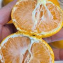 제주브릭스 | 🍊제주 불로초 감귤 내돈내산 후기! 당도 12브릭스 고당도 귤의 진실