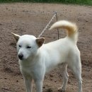 까치애견농장 이미지