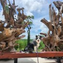 파인트리비 이미지