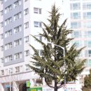 가로수 - 남동구 앵고개로948번길 54 | 가로수