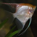 골든엔젤 이미지