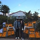 안성리-2 | [제주] 서귀포가볼만한곳 '어린왕자감귤밭' 감귤체험