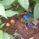 은행나무 펜션 이미지