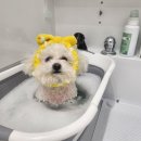 더독그루머스 이미지