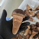 주식회사 금빛 이미지