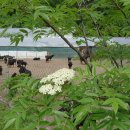 지암흑염소목장 이미지