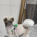 구미산동 애견미용 눈부시개 | 산동 눈부시개(애견미용추천)