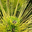 지리산황금농장 이미지