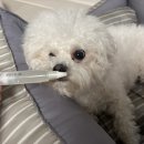 펜스토리 | 코코다움 치카포카펜 치약칫솔 올인원펜 미니비숑 생생후기