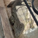 석현여자경로식당 | 여자 혼자 이집트 자유여행 | 이집트 아스완 누비안...펠루카, 프라이빗 택시 추천? 비추천? 솔직 후기