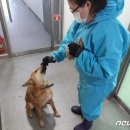 경기용인지역자활센터[더 건강하개] | 용인시 동물보호센터·지역자활센터, 유기동물 입양 ‘공동 홍보’