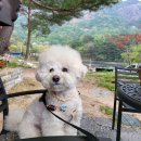 동화나라 애견 이미지