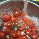 완주농장 | 농라 또마농장(완주군청년D4215) 대추방울토마토 후기