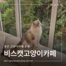 고양이카페 | 청주고양이카페 성안길 비스캣고양이카페 솔직후기