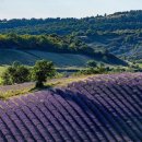 포도송이풀빌라 | 남프랑스 투어 7월 후기