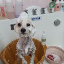 슈에뜨시앙 이미지