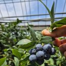 청학농장 이미지