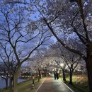 초지역 4번출구 뒤 | 안산 가볼만한 곳 추천, 화랑유원지 야간 벚꽃 산책 후기