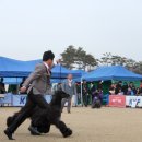 Dog Do Daum카페