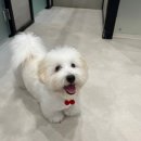 엔젤라독 이미지