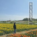 국민건강보험공단 파주지사 | 서울근교 봄꽃 나들이🌷｜파주 공릉천 튤립축제 - 튤립명소 무료 드라이브코스