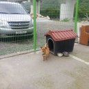 마당개 이미지