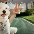 멍쌤 펫 살롱 이미지