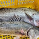 신안우럭 이미지