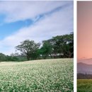 제주감성 이미지