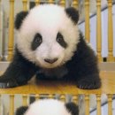팬더 이미지