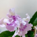 스프링폴 이미지