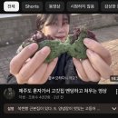 준옹농장 | 폭닥폭닥한 겨울 제주.｡.:*・ﾟ✧˖ (차 긁고 스타또)