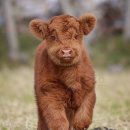 송아지 PC 이미지