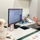 아이맘동물의료센터 | 서초동물병원서래마을동물병원 반포동물병원 반포베이스 동물의료센터 후기