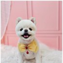 메리몰펫샵 이미지