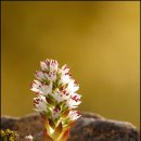 바위 솔 이미지