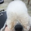 경기도 수원시 영통구 매여울로 | 수원 애견미용학원 실견 보급률과 교육 과정을 꼼꼼히 살펴본 후기