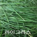 꼴망태 | [토끼꼴망태] 생초 구입 후기 (라이그라스, 유채, 보리, 찔레)
