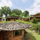 금두꺼비 이미지