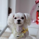 늘안아줄개 네이버블로그