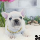 도그라이프 대구강아지분양 이미지