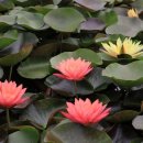 고택 수련 이미지