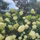 평안꽃식물원 | 자연 속 힐링 여행, 경기도 광주 퇴촌식물원 다녀왔어요!