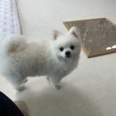 포도알약국 | 대전 충남대병원 제왕절개 후기