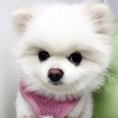 행운동물병원 | 수지구동물병원 아이온에서 정밀 검사부터 재활까지 완벽했던 후기