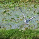 두루미 농원 이미지