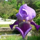 아이리스(IRIS) 이미지