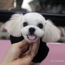 에스엘 독 이미지