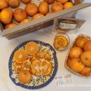 제주농장 | 달콤한 고당도귤 찾는다면? 친환경 빌레왓감귤농장 제주 감귤 후기